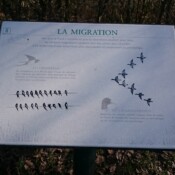 la migration des oiseaux - Panneau Val Joly
