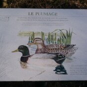 les Canards au Val Joly - Panneau Information