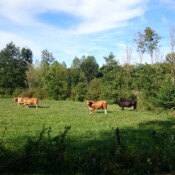 pâturages à Baives