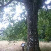 les tilleuls des Monts de Baives