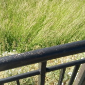 pont sur Les Anorelles à Anor